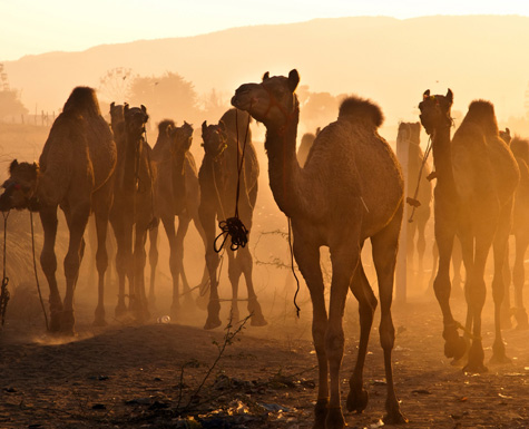 Pushkar Tourism