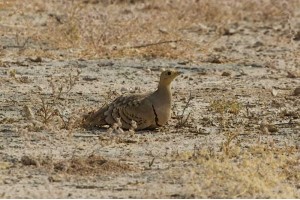 Desert National Park